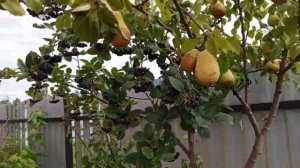 Третье плодоношение груши на рябине лесной - прививка
