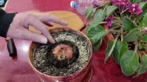 Выращивание яблони из яблока.