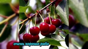 Собрали вишню? Срочно сделайте это — уход за вишней по