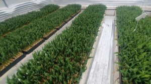 Выгонка тюльпанов 2024. Теплица. Отопление. Вентиляция. ?