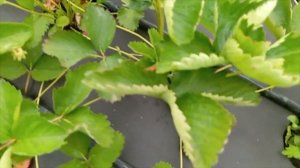 Обзор клубники Джуси, Брилла, Лючия, Твист, Фейт, Фелко