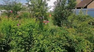 Обработка томатов против фитофтороза, профит голд 🍅?