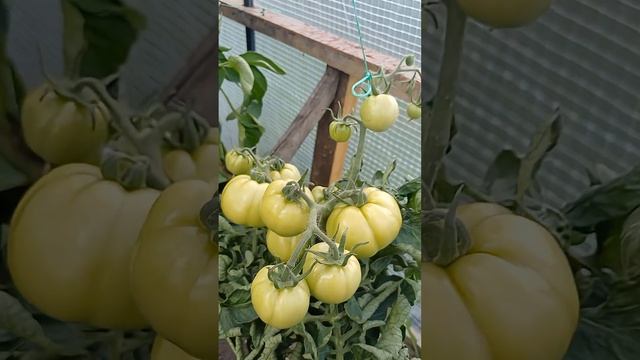 #теплица#томаты#сортатоматов смотреть онлайн