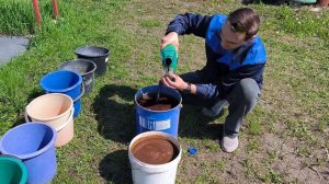 🌿 "Азотная подкормка винограда куриным помётом: мой п