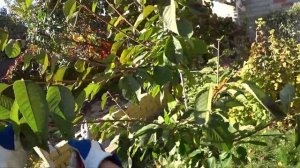 ОБРЕЗКА молодой ЧЕРЕШНИ 3 лет с мутовкой