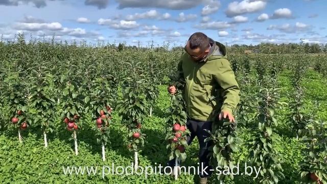 Саженцы плодовых деревьев САД КФХ — питомник декорат? смотреть онлайн