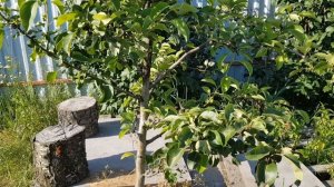 Чернеют листья и ветки у груши - лечите Бактериальный ?