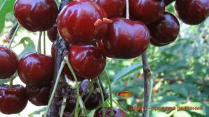 Вишня обыкновенная Кормилица (Дюк) 🌿 обзор: как сажат?