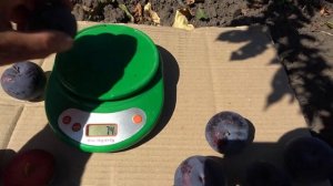 Слива БЛЕК ДАЙМОНД: одна из лучших /Новый сорт в коллек