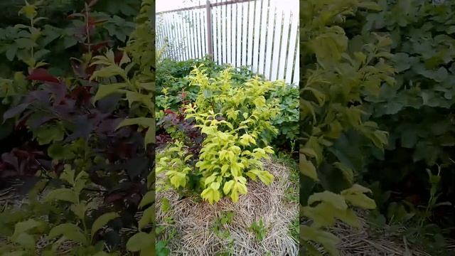 Абрикосы и огромный урожай яблок в Тюмени. смотреть онлайн