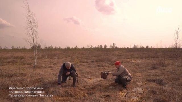 ТОП-5 самых полезных ЛЕСНЫХ ЯГОД. Где найти и как быстр?