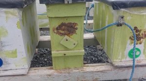 Роеловный сезон 2025.  Чем я ловлю рои,   Обзор моих ловуш?