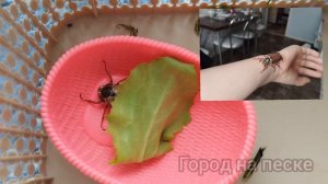 майский жук. Наш весенний питомец.