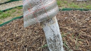 Как избавиться от тли на деревьях = как избавиться от м