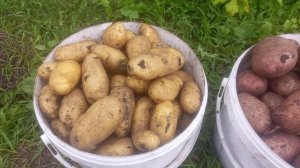 Сорта картофеля Сарпо Кифли и Сарпо Аксона. 2025 год.