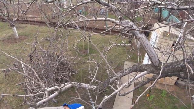 ОБРЕЗКА старой ГРУШИ на ОМОЛОЖЕНИЕ и снижение кроны