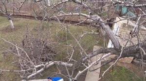 ОБРЕЗКА старой ГРУШИ на ОМОЛОЖЕНИЕ и снижение кроны