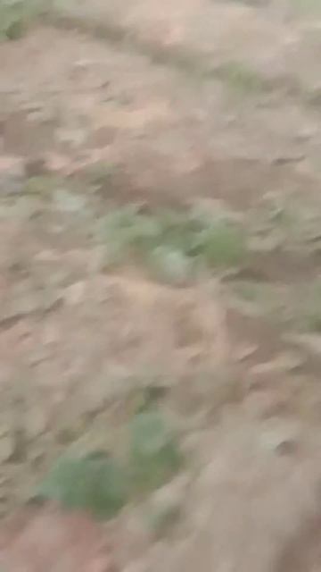 2023год.дехаи бобониёз тошв ангури Арарат алвика  банан?