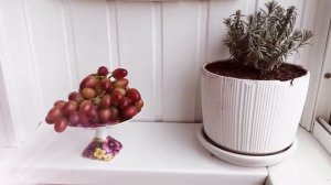 Виноград сорт Алиса. Дегустация.