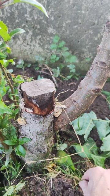 🆘 Упала груша. Что делать?
