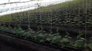 Выращивание огурца в теплице от А до Я #выращивание #ог