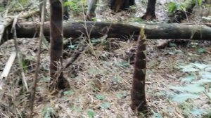 Бамбук Растет Очень Быстро Вы Не Поверите Своим Глаза?