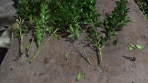 Размножение самшита осенью