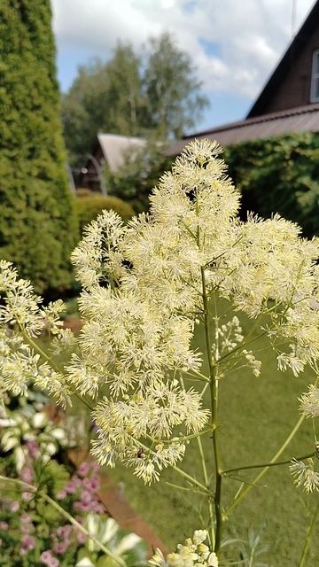 Василистник Флавум в нашем саду 2025 смотреть онлайн