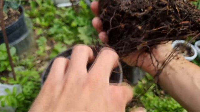 Атласский кедр. 4 года. Корневая система.