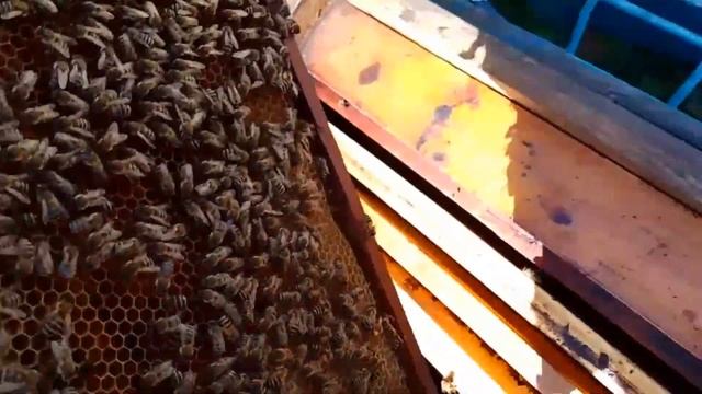 Мешотчатый расплод у пчел и муравьи. Какая связь. смотреть онлайн