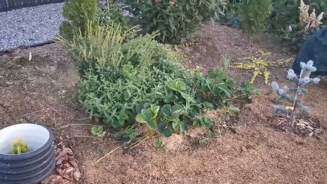 Цветут розы и #лилии #Tabledance #Trebbiano #Sweet Zanica Zelmira #Gaucho Bellamont смотреть онлайн