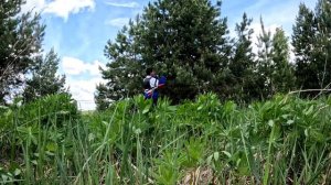 Сбор Сосновой шишки!!! Сколько можно заработать на сбо?