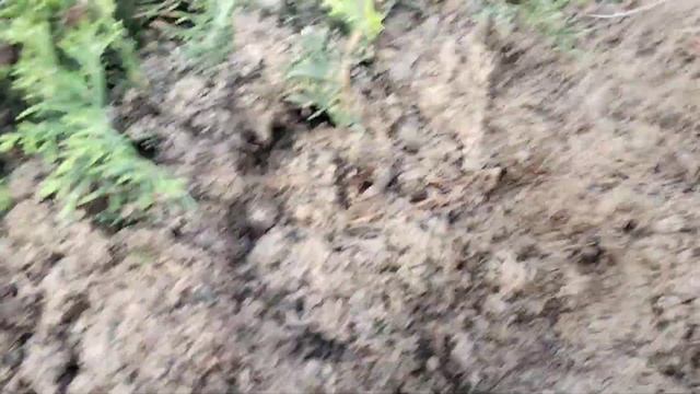 Туи укоренённые торф и песок. Часть 2. Результат Офигет смотреть онлайн