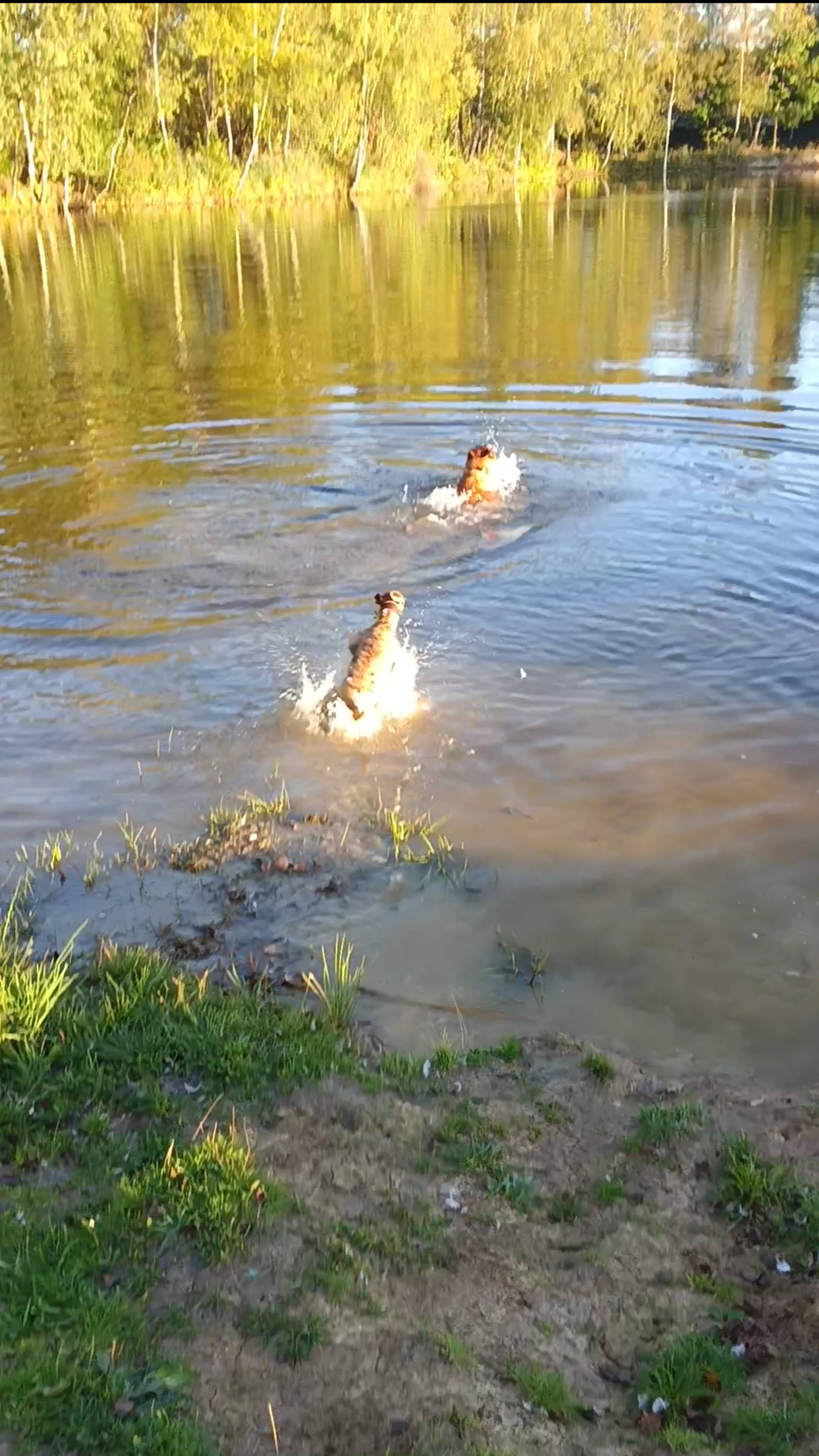 Тося и Про, неожиданный заплыв