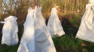 Выращивание хурмы в холодных регионах