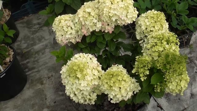 ГОРТЕНЗИИ ОКРАШИВАЮТСЯ.   6 августа 25г. Часть 1. / Коллек?