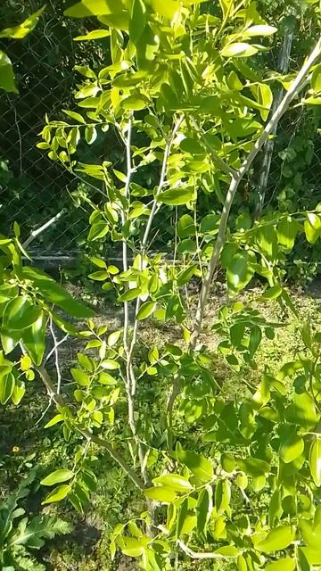 Цветение Унаби