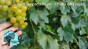 #Виноград #Колобок