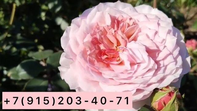 РОЗА «Джеймс Гелвэй» НА ПРОДАЖУ!