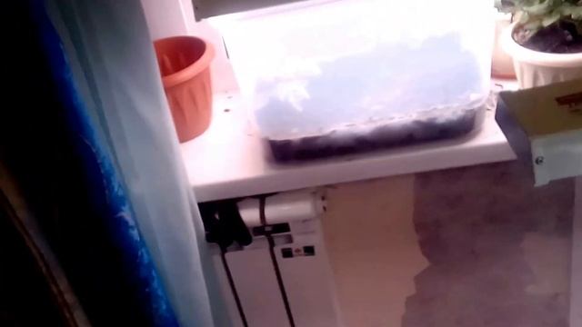 фито.  новые ростки. 3 дня