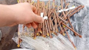 Укоренение черенков ВСЛ2 и Бест.