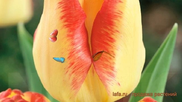 Тюльпан простой Кейп Таун (tulipa Keyp-taun) 🌿 обзор: как сажа