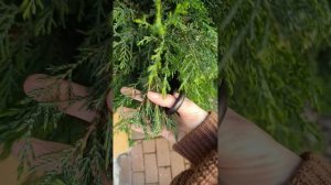 Как часто стричь можжевельник Блю Эрроу и когда и как?)