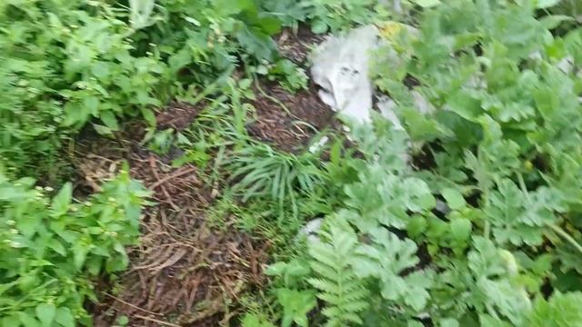 22.7.25. У Распопова на РЗ созрели томаты по 1 кг в открыто?