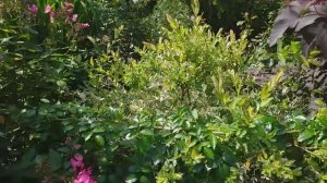 Роза УТИГОРД ФОЛЛС , особенности ухода 20.08.24г