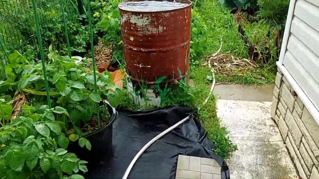 Картофель в ведре / Сорт Михайловский смотреть онлайн