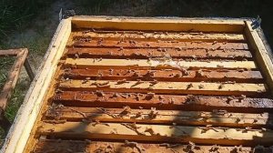 Профилактика и лечение пчел от клеща #пчеловодство #пч