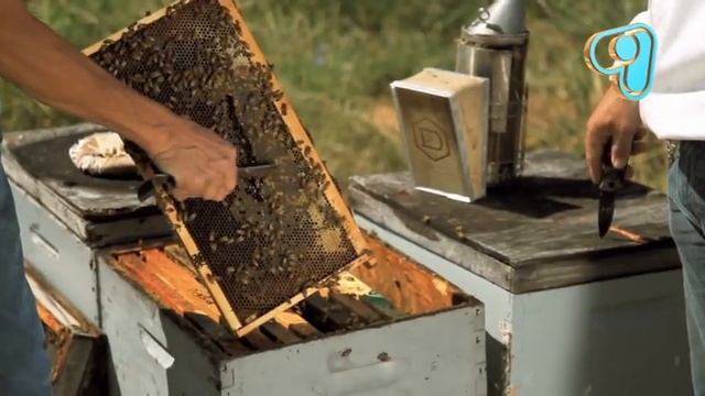 ТВ программа 