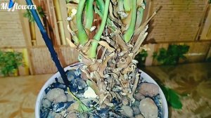 Самый  быстрый способ омолодить Антуриум.