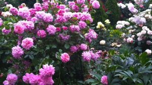 Роза Christopher Marlowe (Кристофер Марлоу) Д.Остин